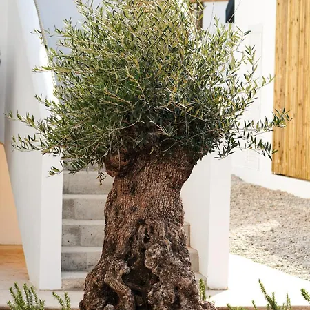 Sirena Bay House And Luxury Apart Otel Protaras